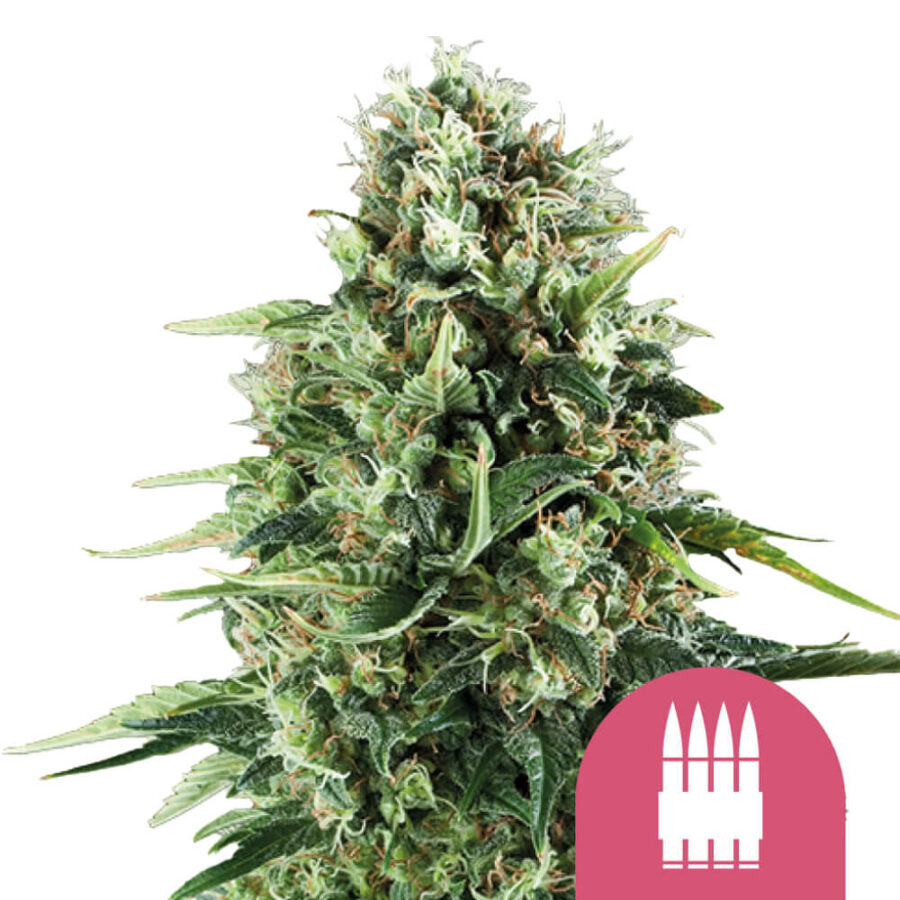 Royal Queen Seeds Royal AK feminized cannabis seeds (3 Samen Packung)