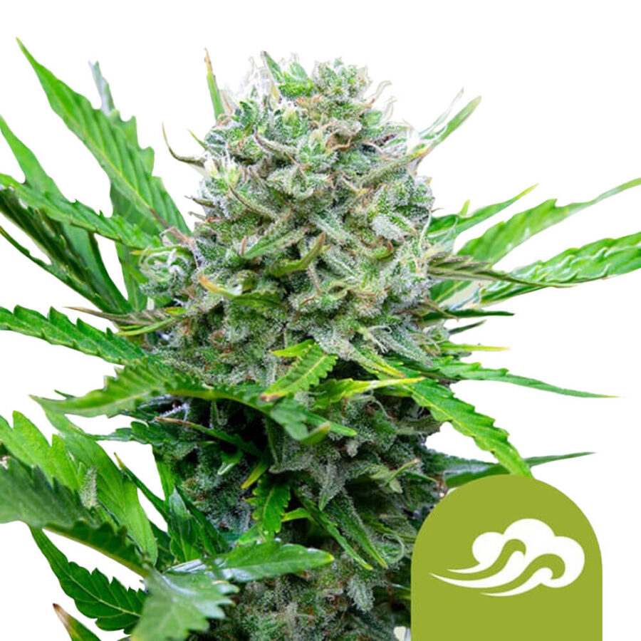 Royal Queen Seeds Royal Bluematic autoflowering cannabis seeds (5 Samen Packung)