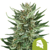 Royal Queen Seeds Royal Cheese Auto autoflowering cannabis seeds (3 Samen Packung)