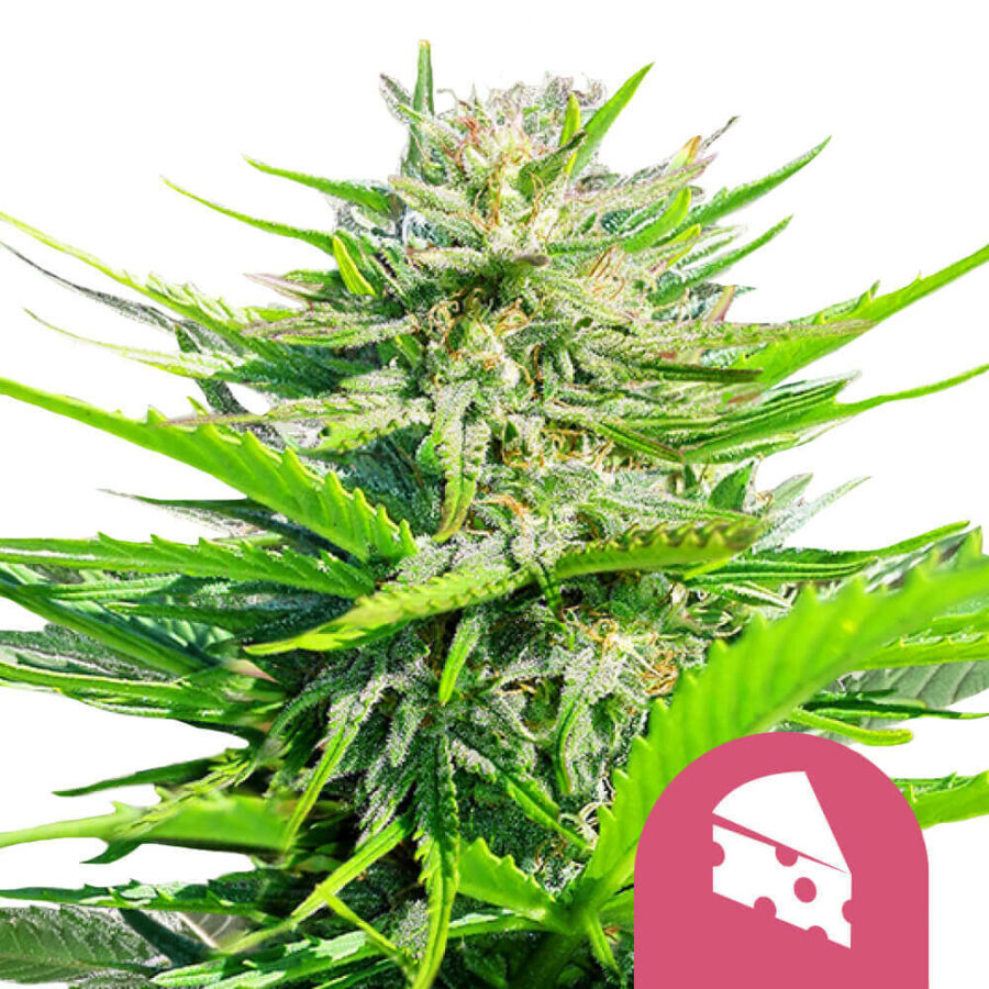 Royal Queen Seeds Royal Cheese feminized cannabis seeds (3 Samen Packung)