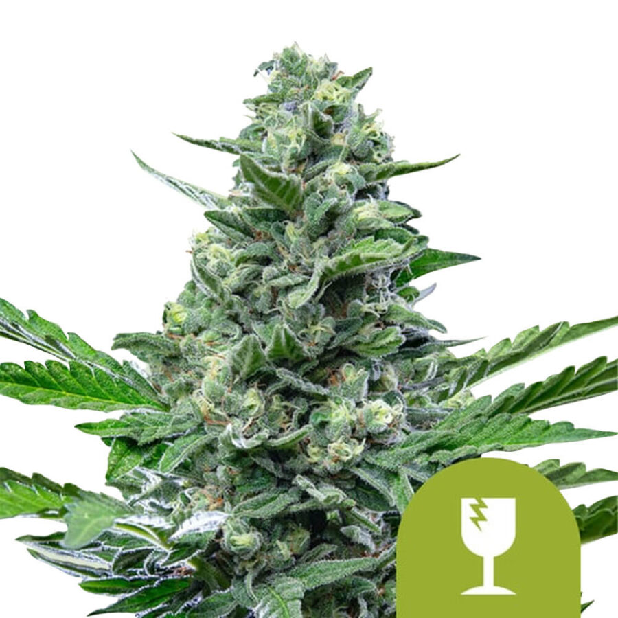 Royal Queen Seeds Royal Critical Auto autoflowering cannabis seeds (5 Samen Packung)