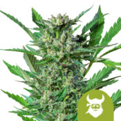 Royal Queen Seeds Royal Dwarf autoflowering cannabis seeds (5 Samen Packung)