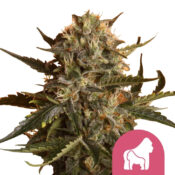 Royal Queen Seeds Fruit Spirit feminized cannabis seeds (3 Samen Packung)