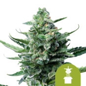 Royal Queen Seeds Sweet Skunk Auto autoflowering cannabis seeds (5 Samen Packung)