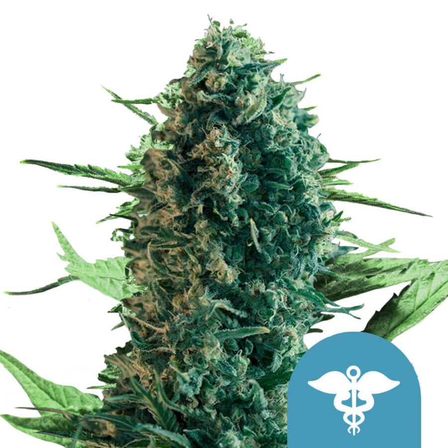 Royal Queen Seeds Royal Medic CBD cannabis seeds (5 Samen Packung)