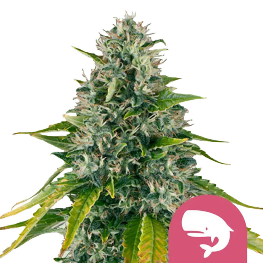 Royal Queen Seeds Royal Moby feminized cannabis seeds (5 Samen Packung)