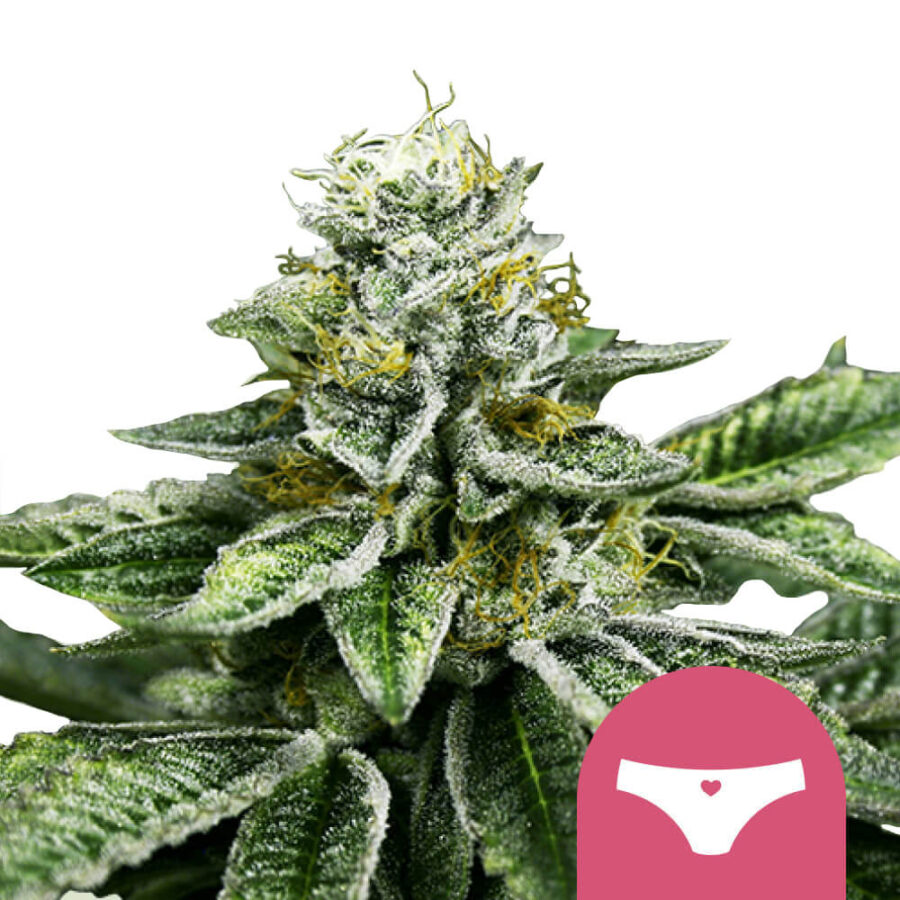 Royal Queen Seeds Sherbet Queen feminized cannabis seeds (3 Samen Packung)