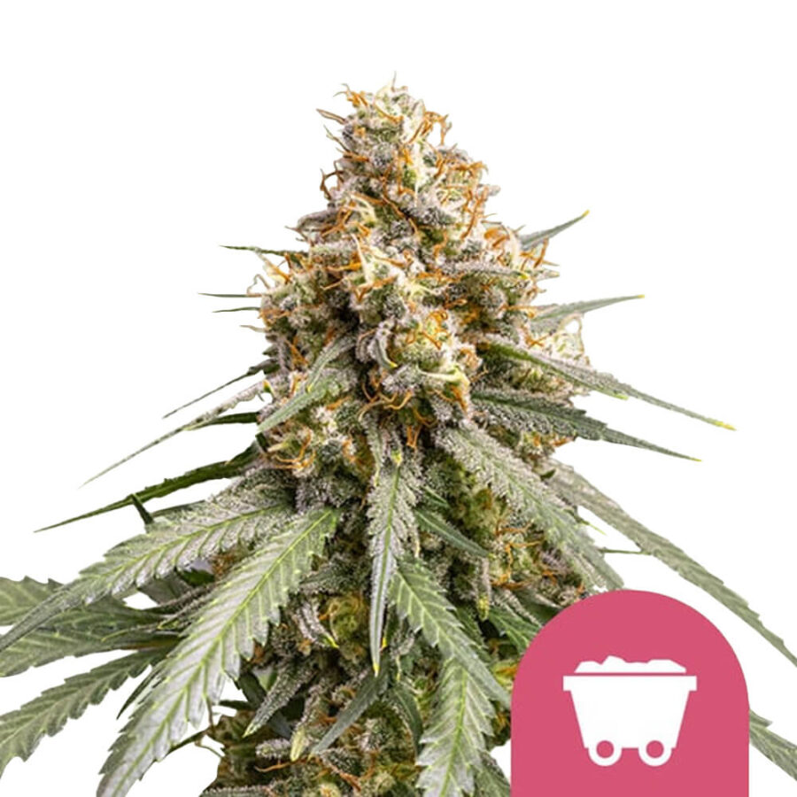 Royal Queen Seeds Shining Silver Haze feminized cannabis seeds (5 Samen Packung)