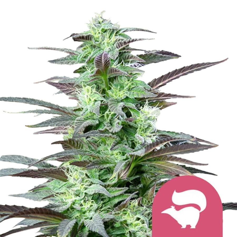 Royal Queen Seeds Skunk XL feminized cannabis seeds (5 Samen Packung)