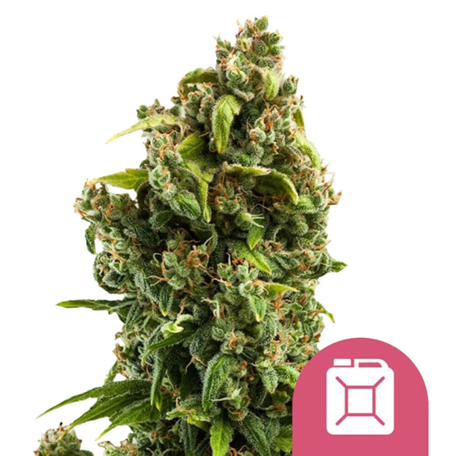 Royal Queen Seeds Sour Diesel feminized cannabis seeds (3 Samen Packung)