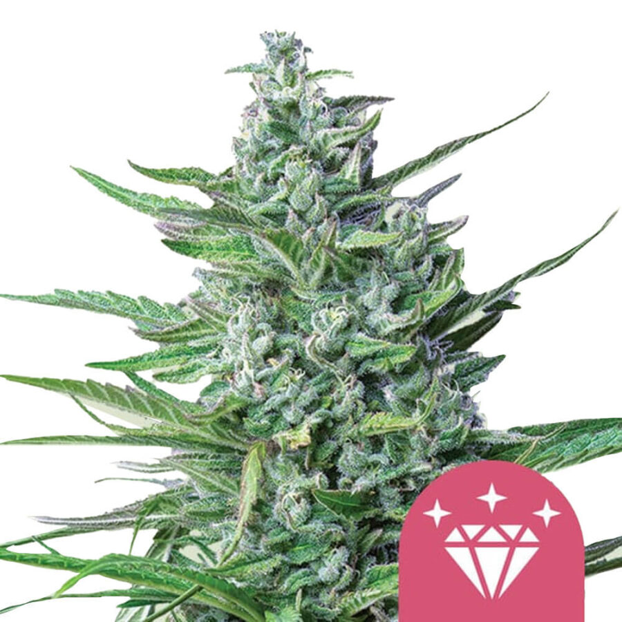 Royal Queen Seeds Special Kush feminized cannabis seeds (5 Samen Packung)