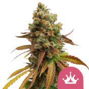 Royal Queen Seeds Pineapple Kush feminized cannabis seeds (5 Samen Packung)