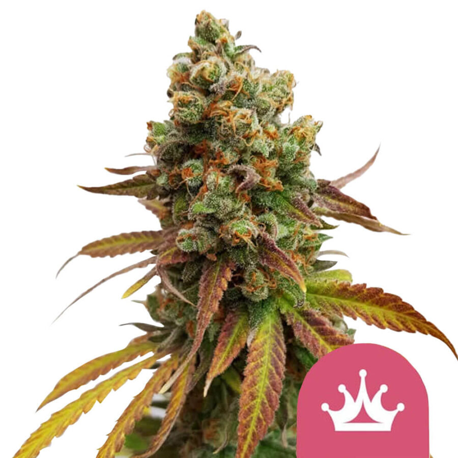 Royal Queen Seeds Special Queen feminized cannabis seeds (3 Samen Packung)