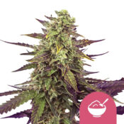 Royal Queen Seeds Cereal Milk feminized cannabis seeds (3 Samen Packung)