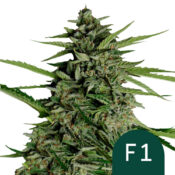 Royal Queen Seeds El Patron feminized cannabis seeds (3 Samen Packung)