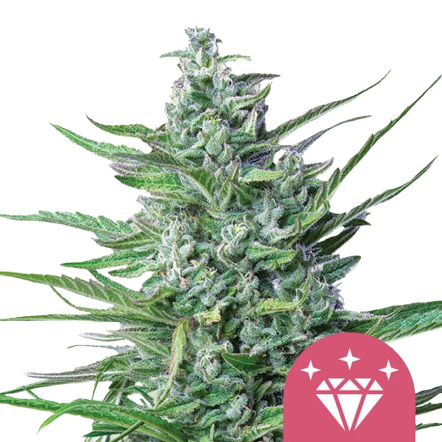 Royal Queen Seeds Special kush 1 Feminized (3 Samen Packung)