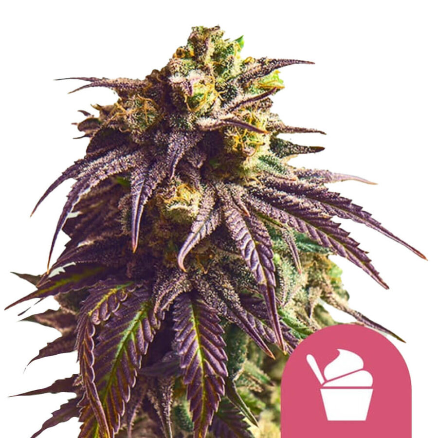 Royal Queen Seeds Sundae Driver feminized cannabis seeds (5 Samen Packung)