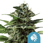 Royal Queen Seeds Tatanka Pure CBD cannabis seeds (5 Samen Packung)