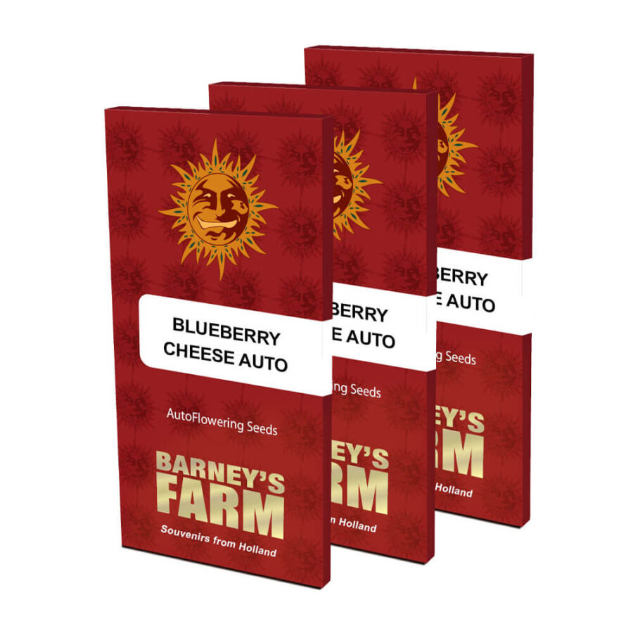 Barney's Farm Blue Cheese Auto autoflowering cannabis seeds (3 Samen Packung)