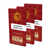 Barney's Farm Blue Cheese Auto autoflowering cannabis seeds (5 Samen Packung)