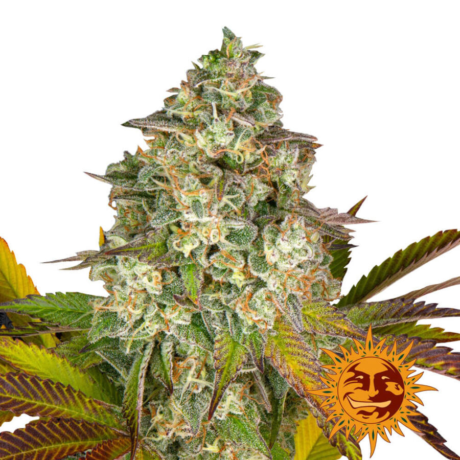 Barney's Farm Cookies Kush Auto autoflowering cannabis seeds (3 Samen Packung)