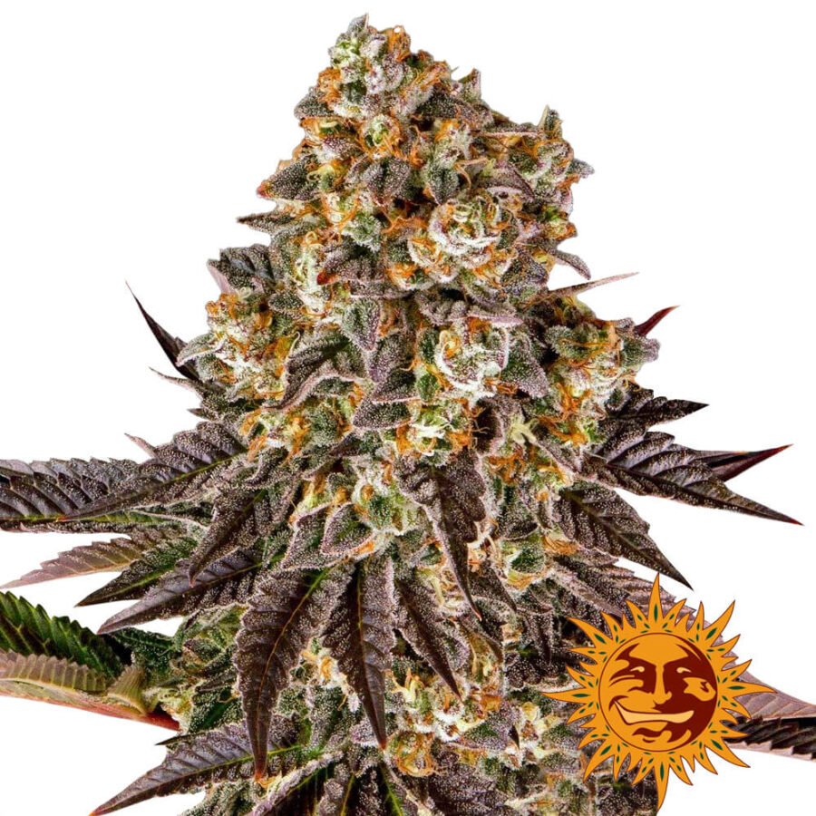 Barney's Farm Gelato #45 feminized cannabis seeds (5 Samen Packung)