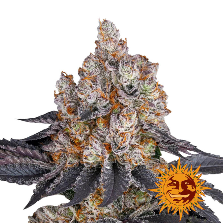 Barney's Farm Gelato feminized cannabis seeds (3 Samen Packung)