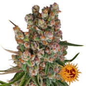 Barney's Farm GMO Auto autoflowering cannabis seeds (3 Samen Packung)