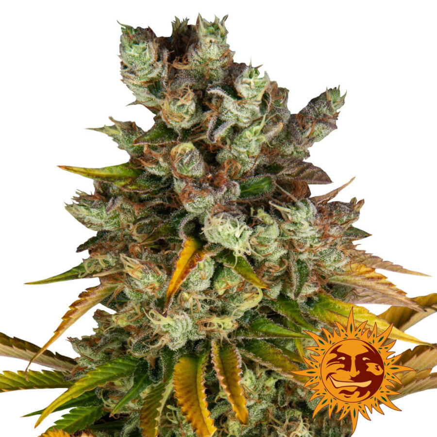 Barney's Farm GMO feminized cannabis seeds (5 Samen Packung)