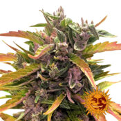 Barney's Farm Gorilla Glue Auto autoflowering cannabis seeds (5 Samen Packung)