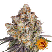 Barney's Farm Kush Mintz feminized cannabis seeds (5 Samen Packung)