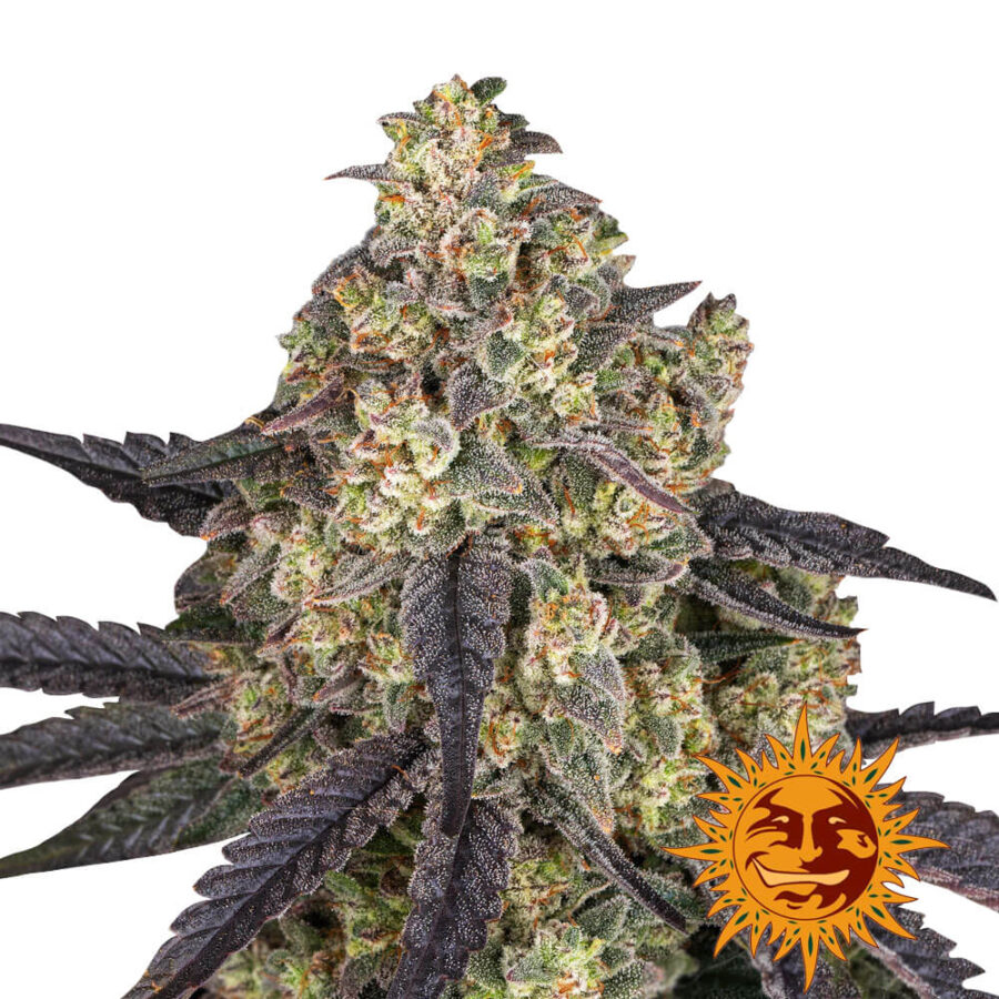 Barney's Farm Kush Mintz feminized cannabis seeds (5 Samen Packung)