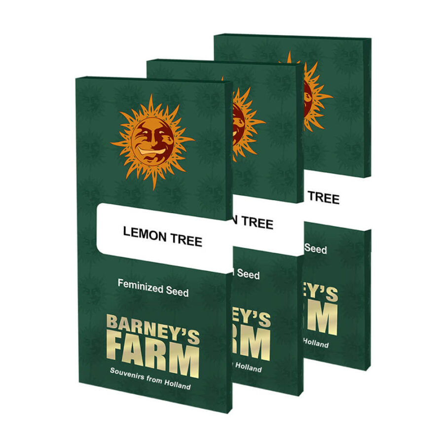 Barney's Farm Lemon Tree feminized cannabis seeds (3 Samen Packung)