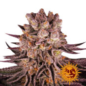 Barney's Farm Mimosa X Orange Punch feminized cannabis seeds (3 Samen Packung)