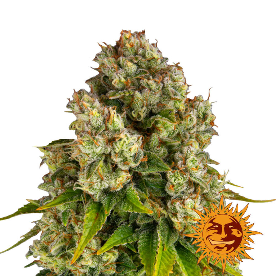 Barney's Farm Purple Punch x Lemon Drizzle feminized cannabis seeds (3 Samen Packung)