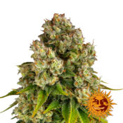 Barney's Farm Purple Punch x Lemon Drizzle feminized cannabis seeds (5 Samen Packung)