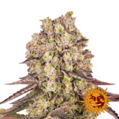 Barney's Farm Runtz Muffin feminized cannabis seeds (3 Samen Packung)