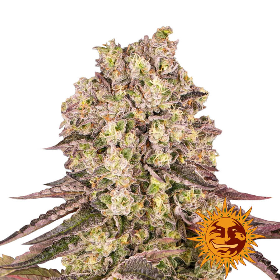 Barney's Farm Runtz Muffin feminized cannabis seeds (5 Samen Packung)