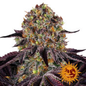 Barney's Farm Runtz x Layer Cake feminized cannabis seeds (3 Samen Packung)