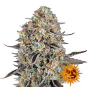 Barney's Farm Sour Strawberry feminized cannabis seeds (3 Samen Packung)