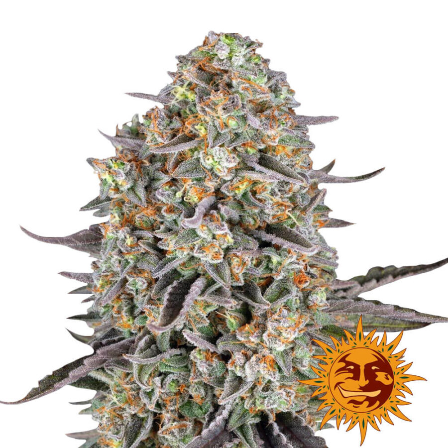 Barney's Farm Sour Strawberry feminized cannabis seeds (3 Samen Packung)