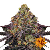 Barney's Farm Watermelon Zkittlez feminized cannabis seeds (3 Samen Packung)