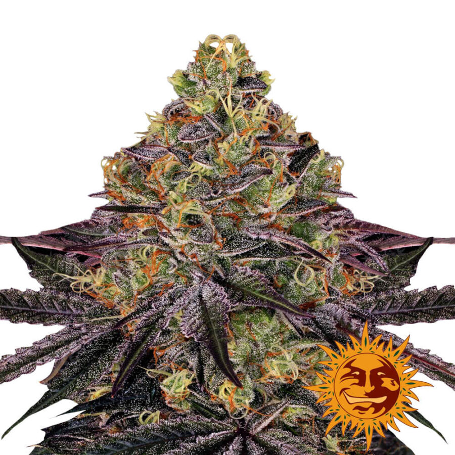 Barney's Farm Watermelon Zkittlez feminized cannabis seeds (3 Samen Packung)