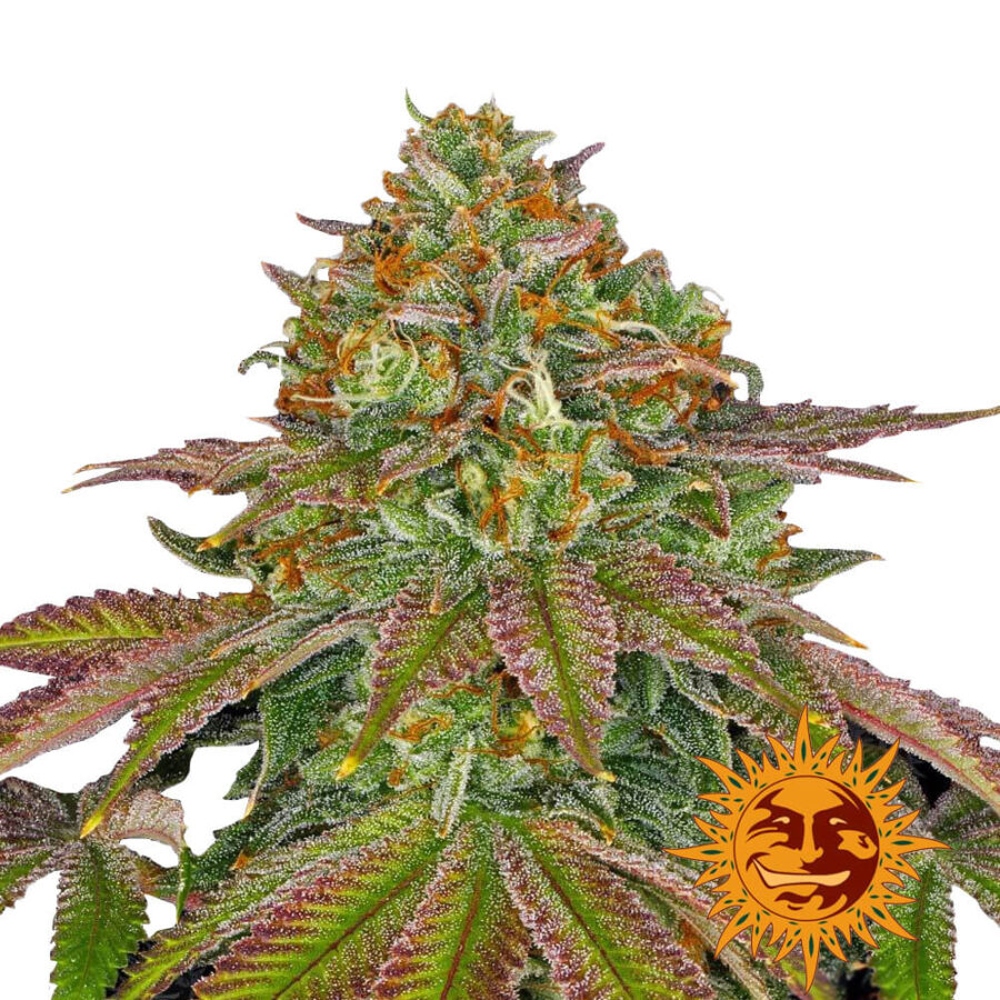 Barney's Farm Wedding Cake feminized cannabis seeds (3 Samen Packung)