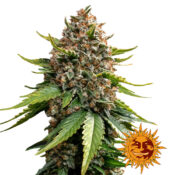 Barney's Farm White Widow XXL Auto autoflowering cannabis seeds (5 Samen Packung)