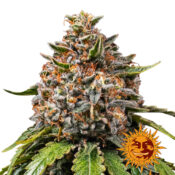 Barney's Farm White Widow XXL Auto autoflowering cannabis seeds (5 Samen Packung)