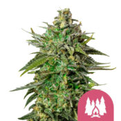 Royal Queen Seeds Forbidden Fruit feminized cannabis seeds (5 Samen Packung)