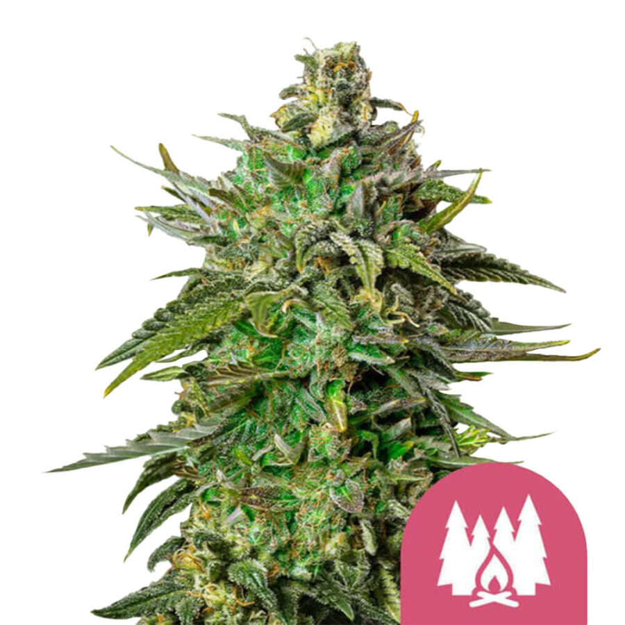 Royal Queen Seeds Larry OG feminized cannabis seeds (5 Samen Packung)