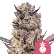 Royal Queen Seeds Tropicana Cookies Purple   feminized cannabis seeds (3 Samen Packung)